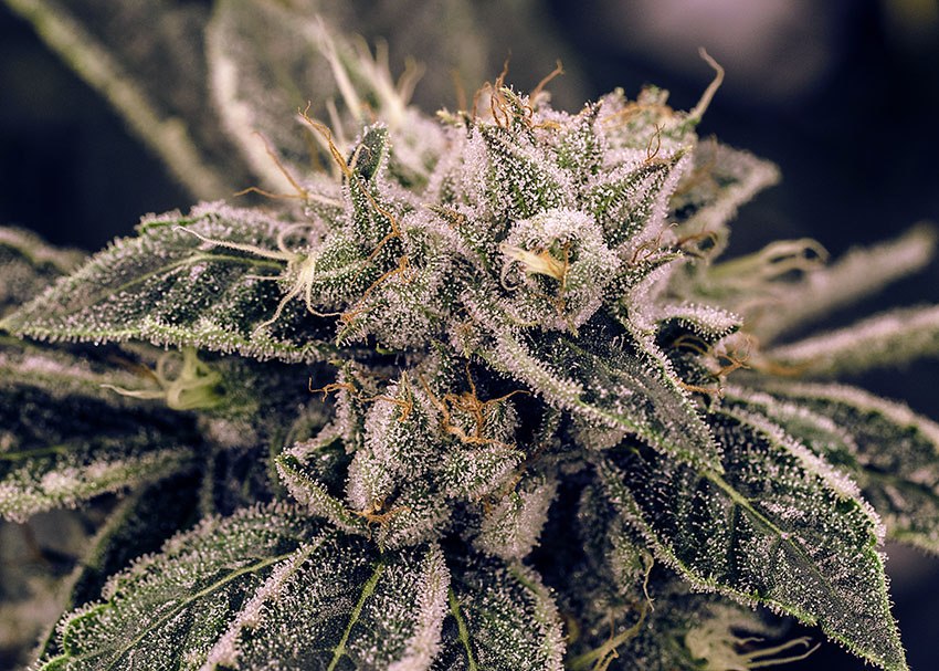 6 of The Most Common Cannabis Terpenes and Their Benefits