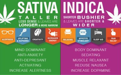Indica vs Sativa: Does Strain Classification Really Matter?
