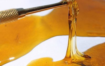 Common Types of Cannabis Concentrates [Part 2]