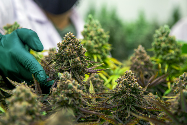 Sustainable Cannabis Grown