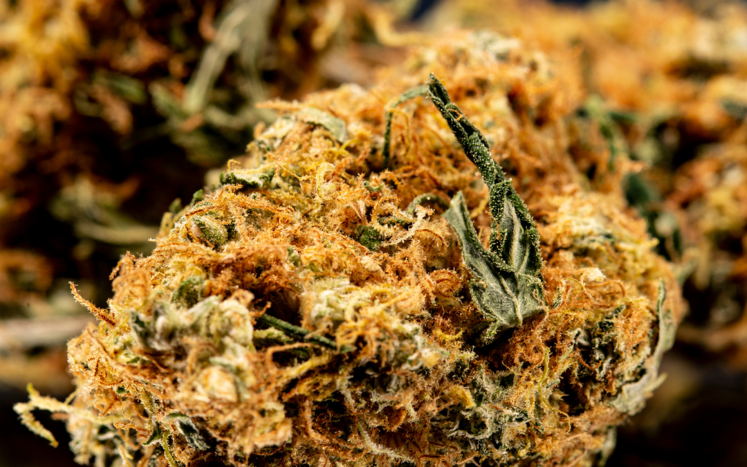 Cultivating A Legacy: The Sour Diesel Strain
