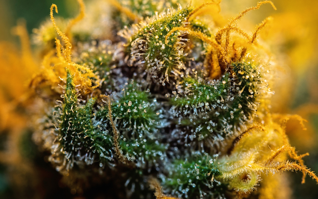GMO Strain: A Deeper Dive Into This Aromatic Wonder