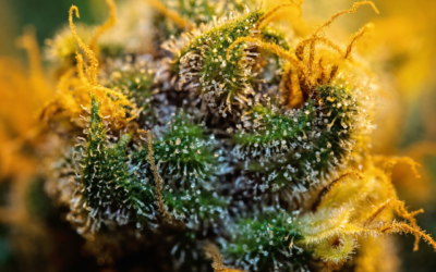 GMO Strain: A Deeper Dive Into This Aromatic Wonder